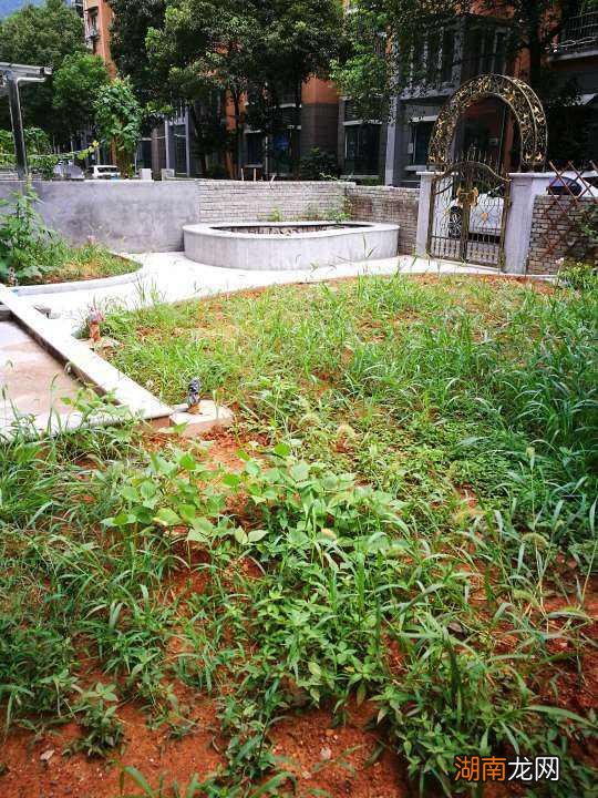 杂草全都清光光的6个小要点 院子永远不长草的方法