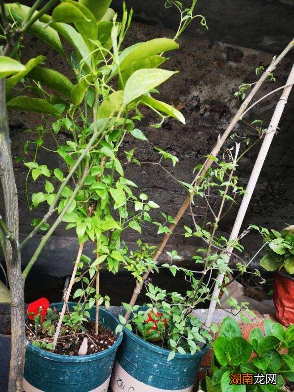 杂草全都清光光的6个小要点 院子永远不长草的方法