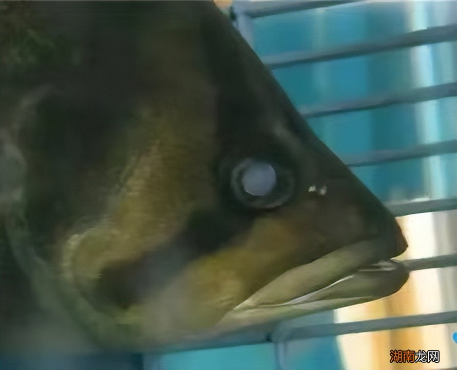 观赏鱼蒙眼病最快的办法 银龙鱼眼睛外面有白膜怎么办