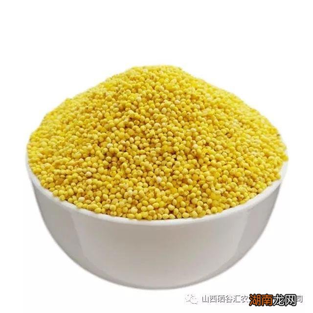 大黄米和小黄米哪个营养好 大黄米和小黄米有什么区别图片