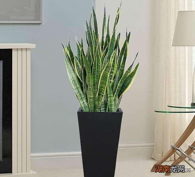 家里卧室放虎皮兰可以净化空气吗 虎皮兰能除甲醛吗