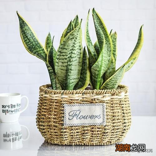 家里卧室放虎皮兰可以净化空气吗 虎皮兰能除甲醛吗