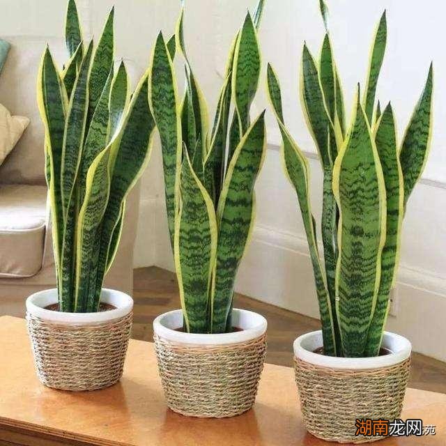 家里卧室放虎皮兰可以净化空气吗 虎皮兰能除甲醛吗