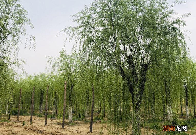 屋子里进青蛙代表了什么意思 家里进青蛙的真正预兆