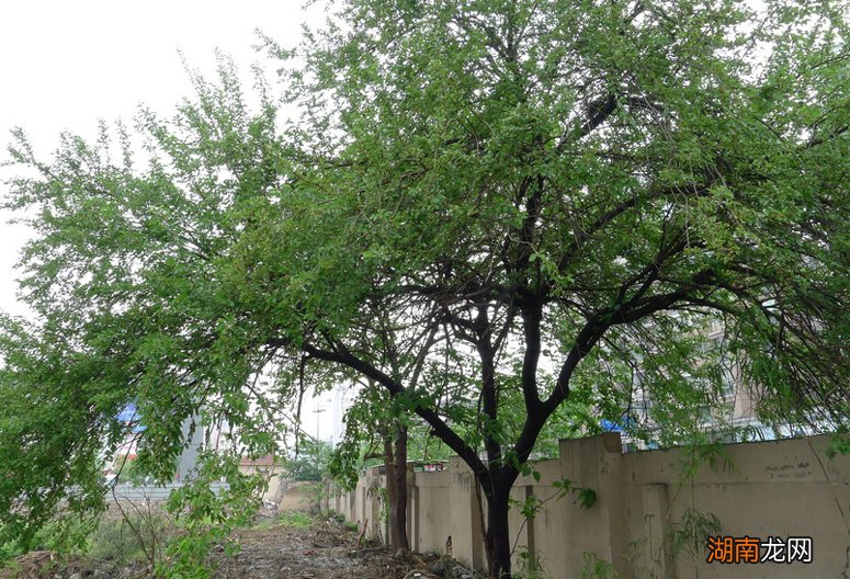 屋子里进青蛙代表了什么意思 家里进青蛙的真正预兆