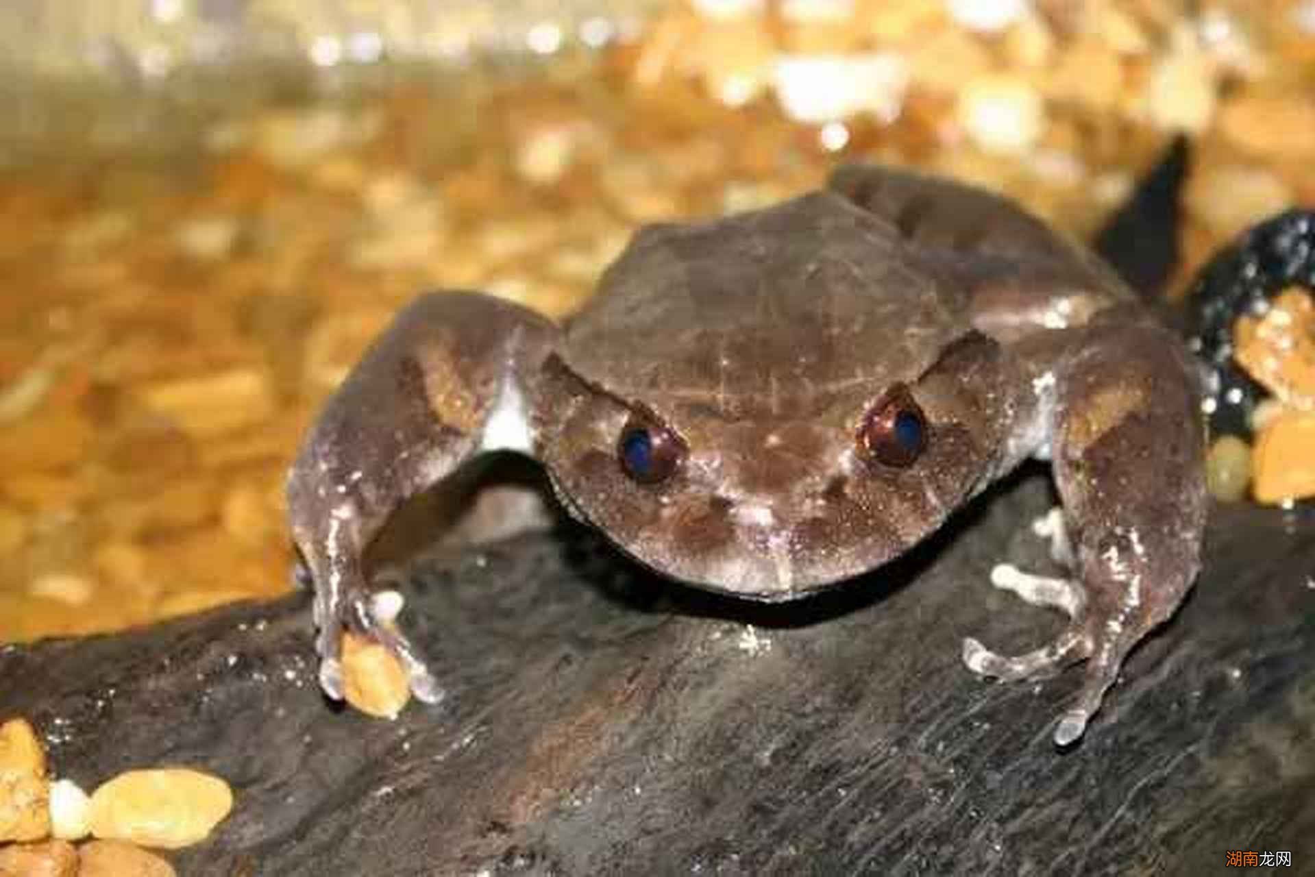 六种动物界的无耻之徒 卑鄙无耻的动物指的是哪些