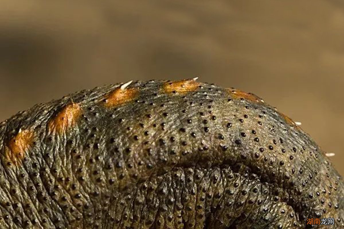 六种动物界的无耻之徒 卑鄙无耻的动物指的是哪些