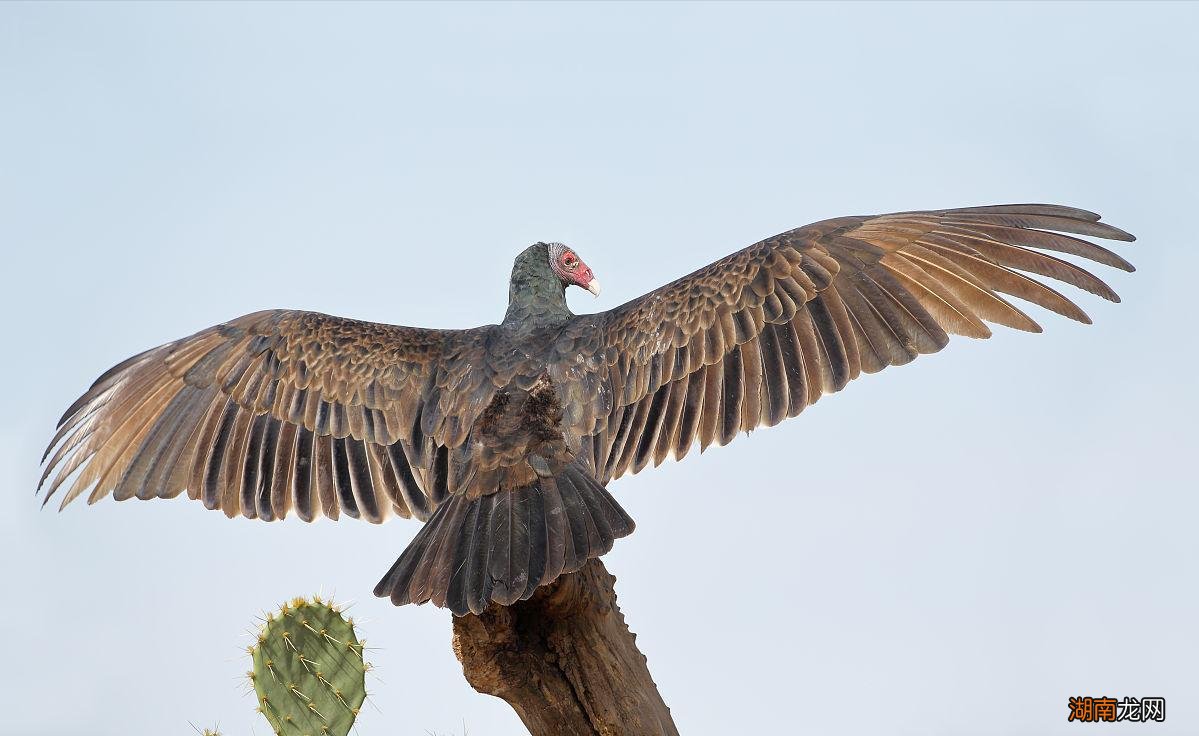 六种动物界的无耻之徒 卑鄙无耻的动物指的是哪些