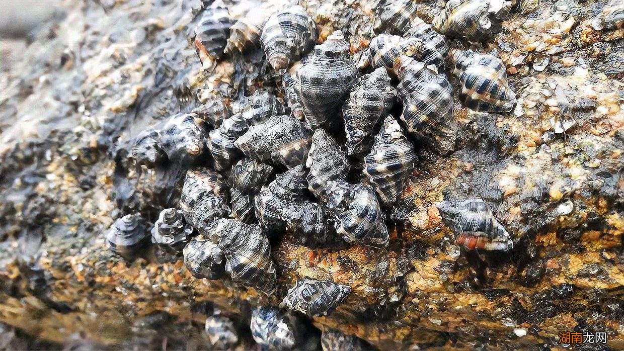 青岛赶海攻略附赶海潮汐时间表 青岛潮汐赶海时间表