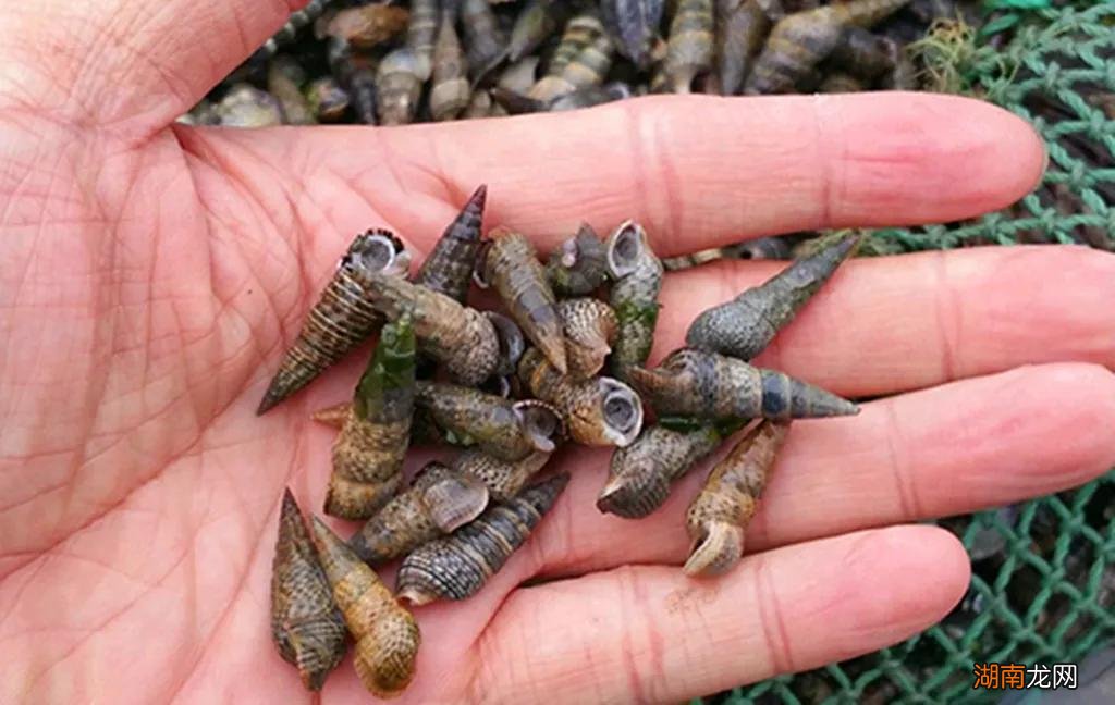 青岛赶海攻略附赶海潮汐时间表 青岛潮汐赶海时间表