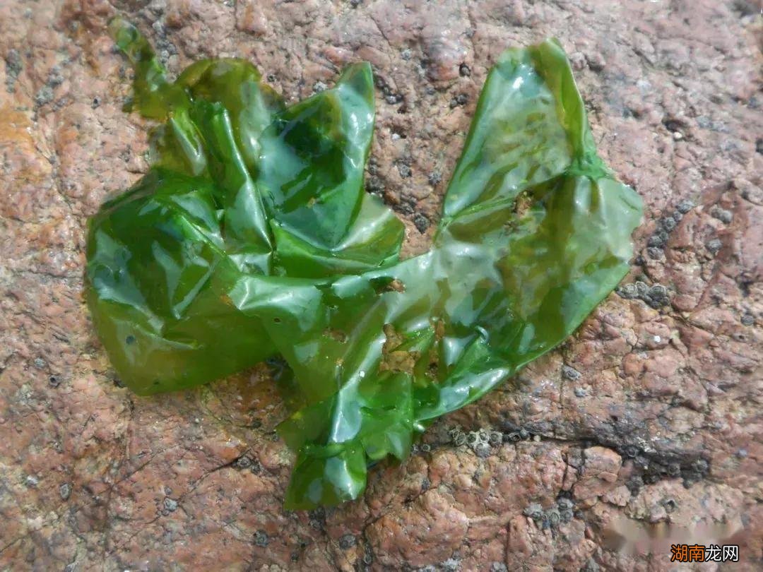 青岛赶海攻略附赶海潮汐时间表 青岛潮汐赶海时间表