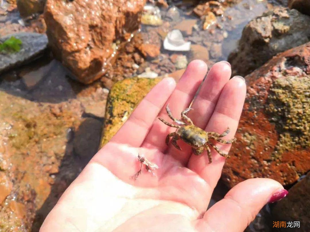 青岛赶海攻略附赶海潮汐时间表 青岛潮汐赶海时间表