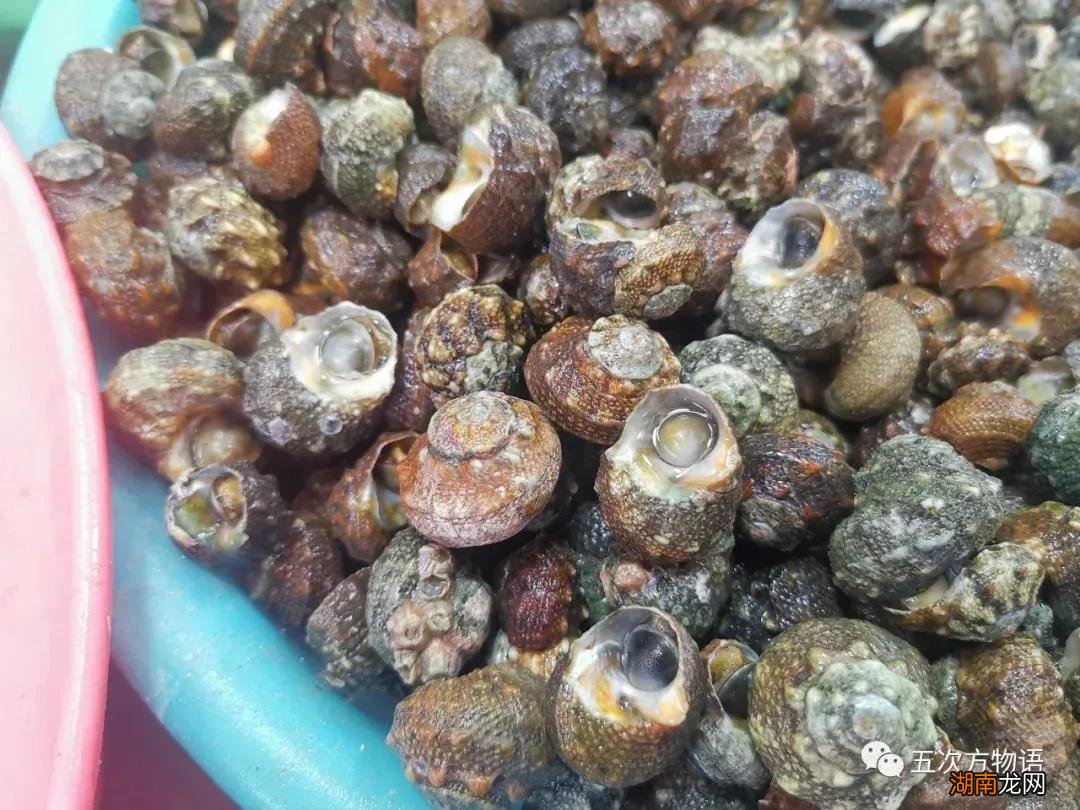 青岛赶海攻略附赶海潮汐时间表 青岛潮汐赶海时间表