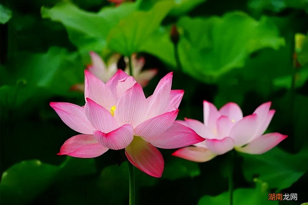 头像不换的男生什么性格 不换头像的男生是怎么样的人