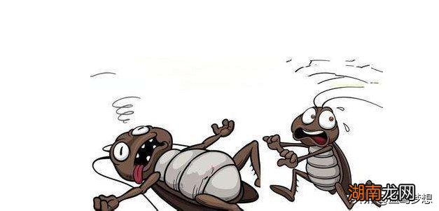 蟑螂进入家里的5种方式 家里蟑螂都是从哪里来的