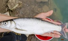 白条是一种什么鱼怎么烧最好吃 白条鱼能长多大多重