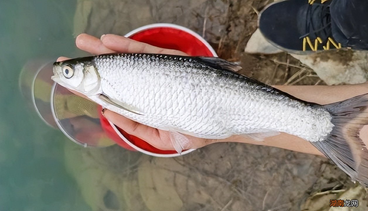 白条是一种什么鱼怎么烧最好吃 白条鱼能长多大多重