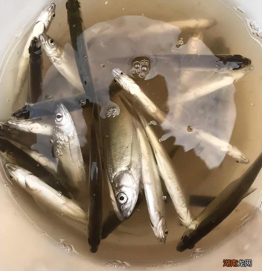 白条是一种什么鱼怎么烧最好吃 白条鱼能长多大多重