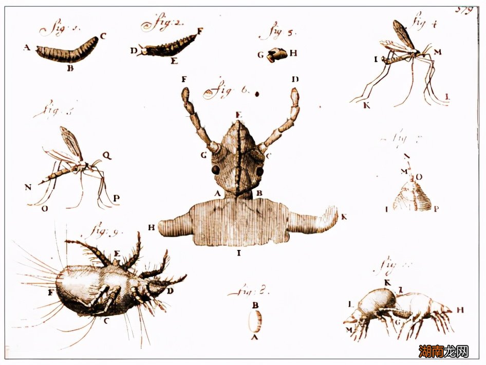 显微镜是怎么被发明出来的 列文虎克发明显微镜的故事