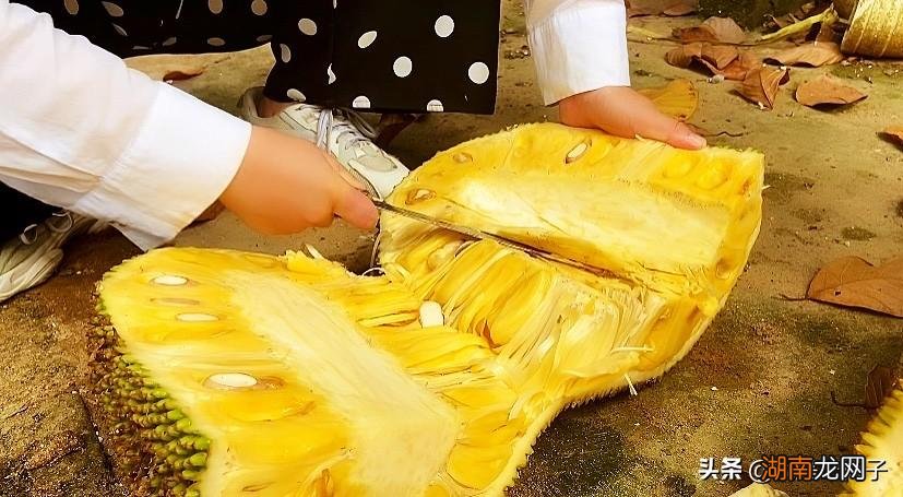 又快又好还不粘手的菠萝蜜剥法 菠萝蜜的正确快速剥法图解