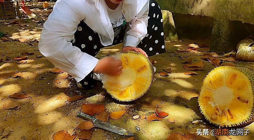 又快又好还不粘手的菠萝蜜剥法 菠萝蜜的正确快速剥法图解