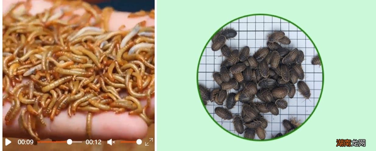 新手养守宫需要注意哪些问题 宠物守宫怎么养最好