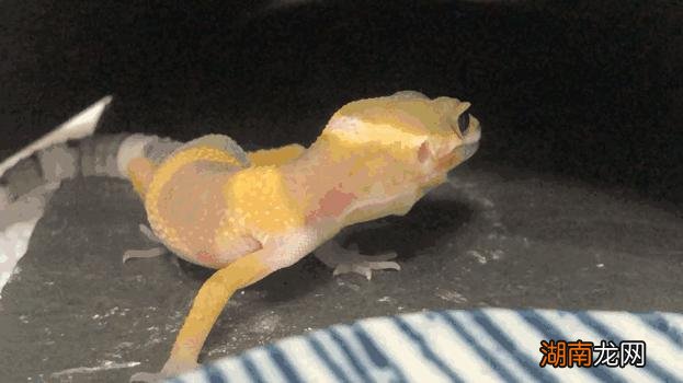 新手养守宫需要注意哪些问题 宠物守宫怎么养最好