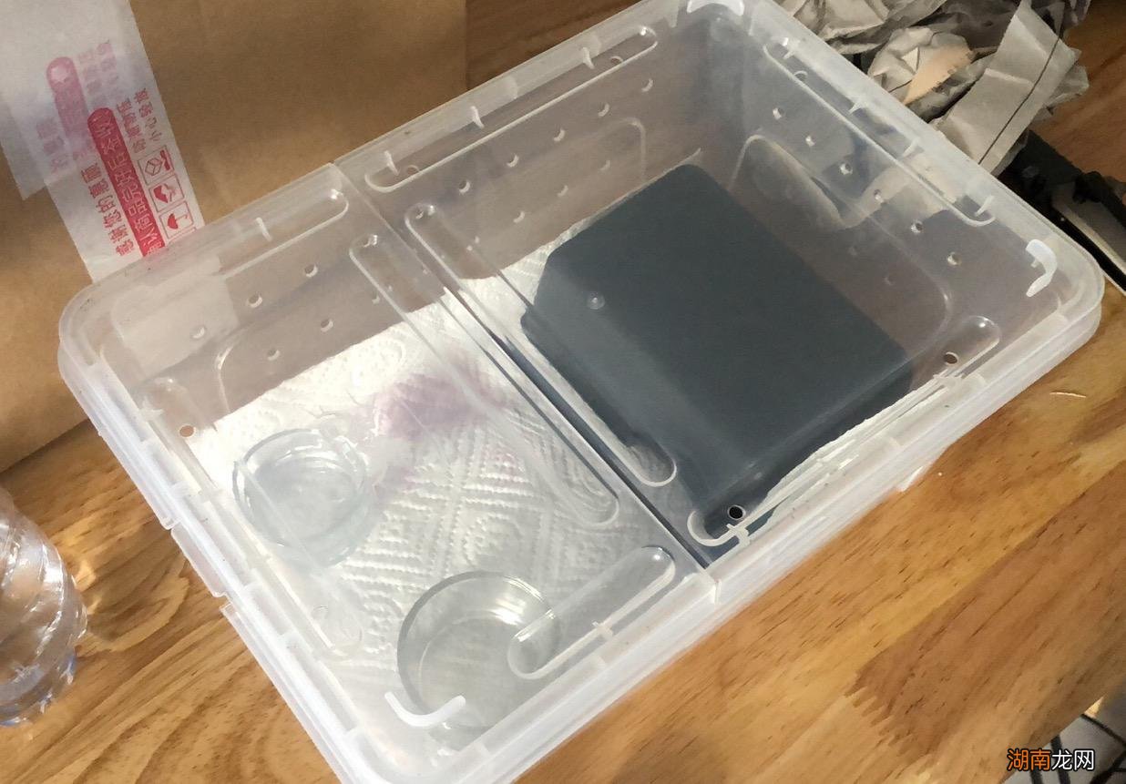 新手养守宫需要注意哪些问题 宠物守宫怎么养最好