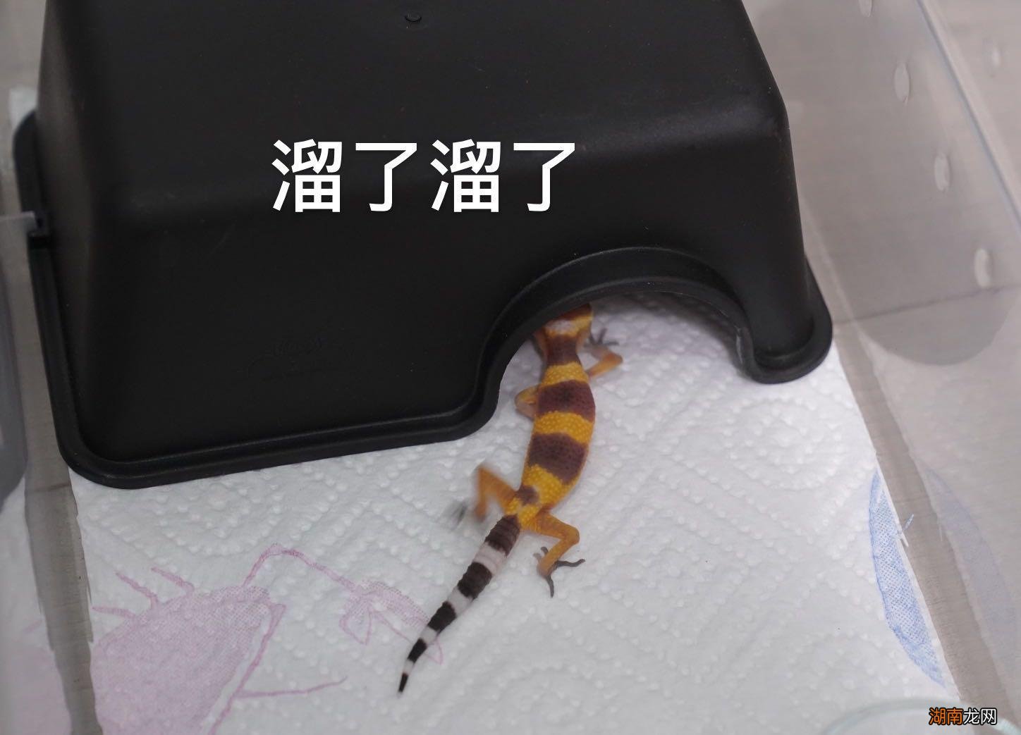 新手养守宫需要注意哪些问题 宠物守宫怎么养最好