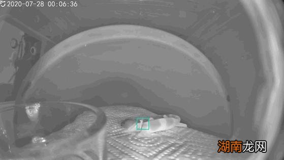 新手养守宫需要注意哪些问题 宠物守宫怎么养最好