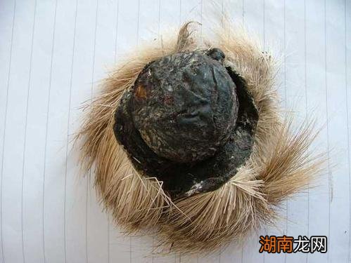 天然麝香和人工麝香的区别都有哪些 麝香什么味道