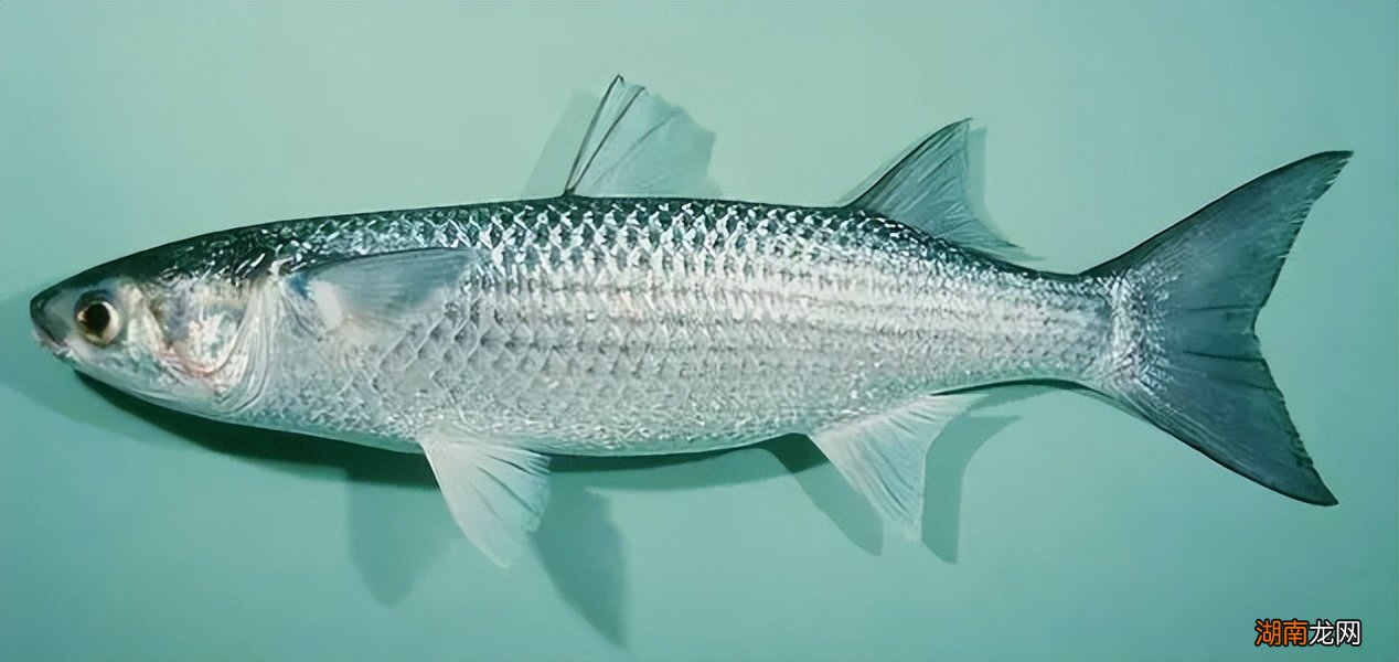 梭鱼可以吃吗价格贵不贵 海边的梭鱼怎么钓最容易