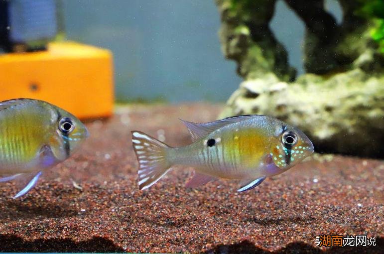 这种鱼怎么养比较好 圣塔伦月亮宝石鱼的来源是什么