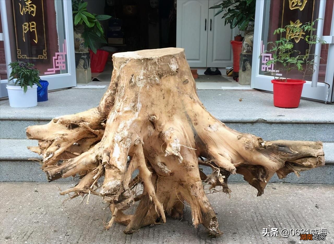 鱼缸里普通木头可以当沉木用吗 鱼缸沉木什么木头最佳