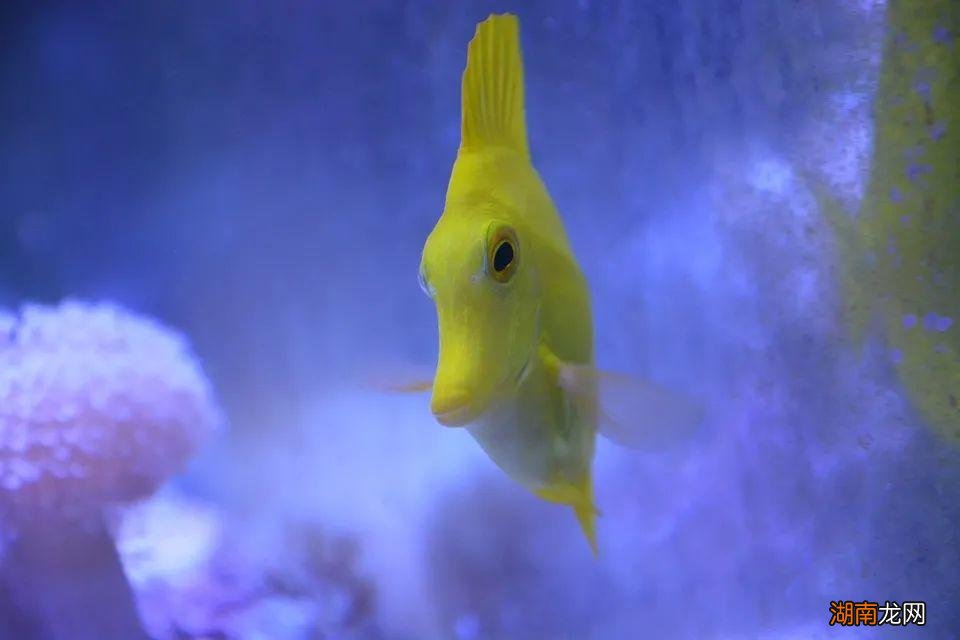 海水鱼需要用什么水养殖呢 海水鱼怎么养难度大吗