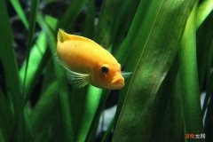 海水鱼需要用什么水养殖呢 海水鱼怎么养难度大吗