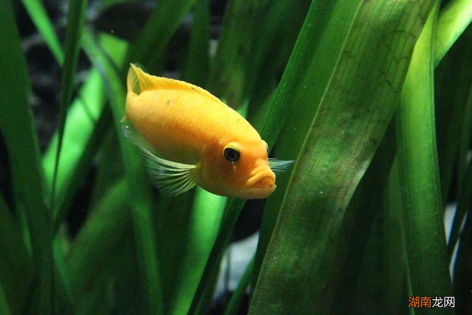 海水鱼需要用什么水养殖呢 海水鱼怎么养难度大吗