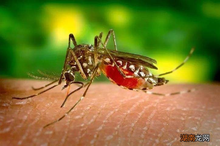 一躺下蚊子就在耳朵边叫咋办 有蚊子一直在耳边叫怎么办