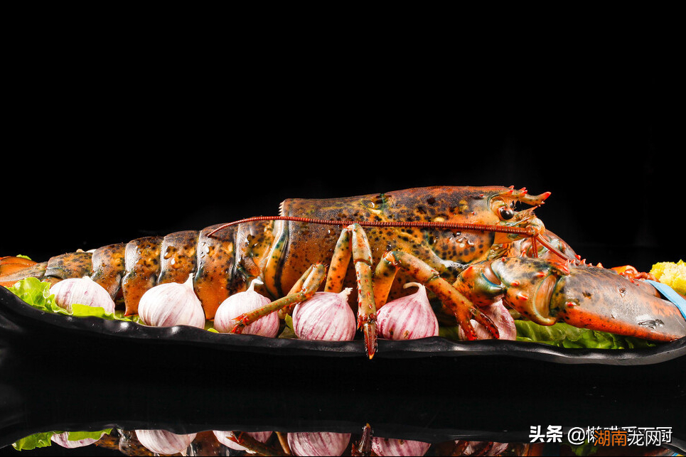 澳龙和波龙如何快速分辨 波士顿龙虾和澳洲龙虾区别