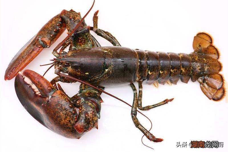 澳龙和波龙如何快速分辨 波士顿龙虾和澳洲龙虾区别