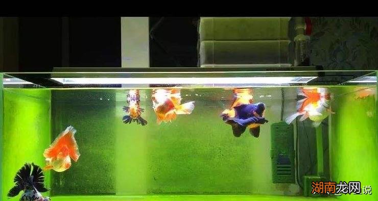 鱼缸长绿藻怎么办 鱼缸里面长绿苔怎么样防治处理
