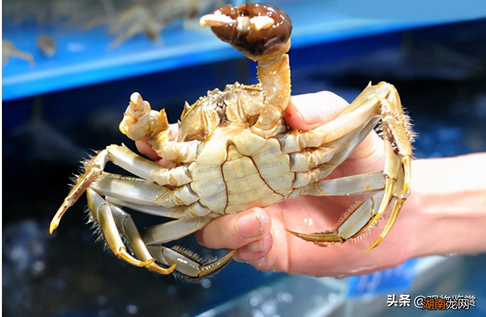 冬天在家里怎么养螃蟹才能养活 河蟹吃什么东西在家养