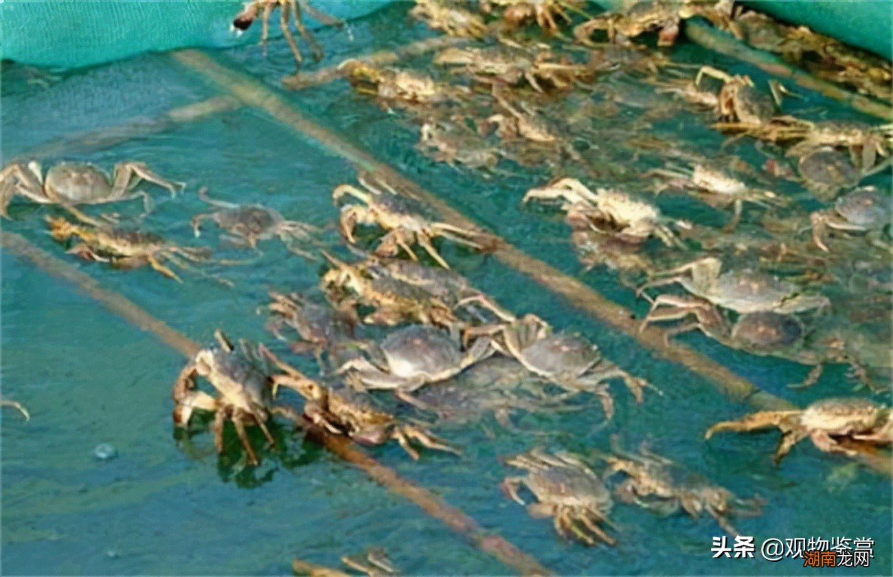 冬天在家里怎么养螃蟹才能养活 河蟹吃什么东西在家养