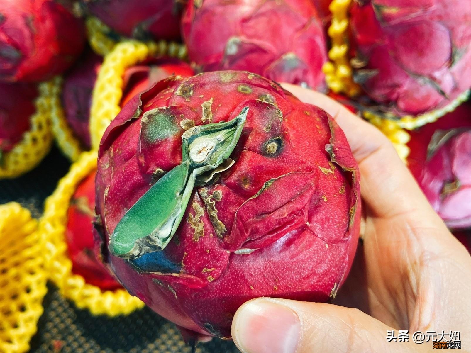 选进口的还是国产的更好吃 进口火龙果和国产火龙果的区别