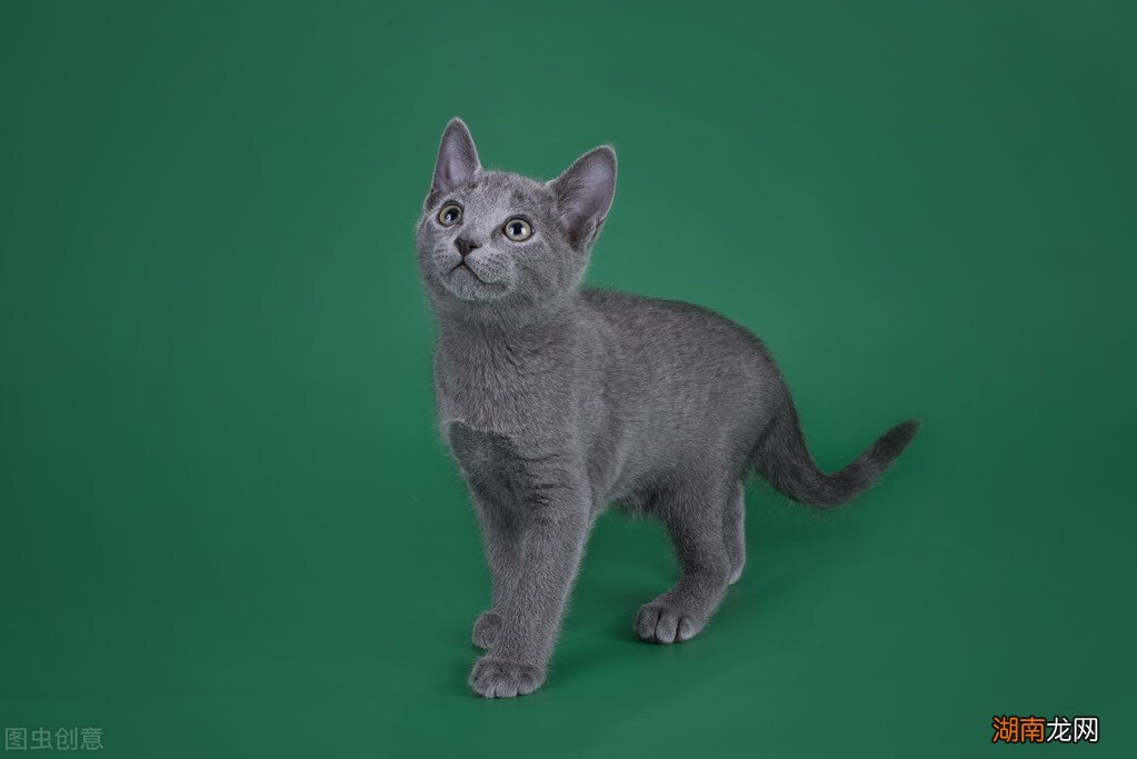 不同品种的蓝猫有什么异同点 各种蓝猫的性格跟特点