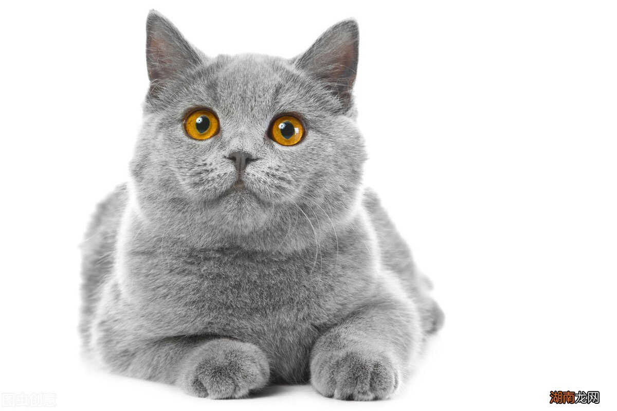 不同品种的蓝猫有什么异同点 各种蓝猫的性格跟特点