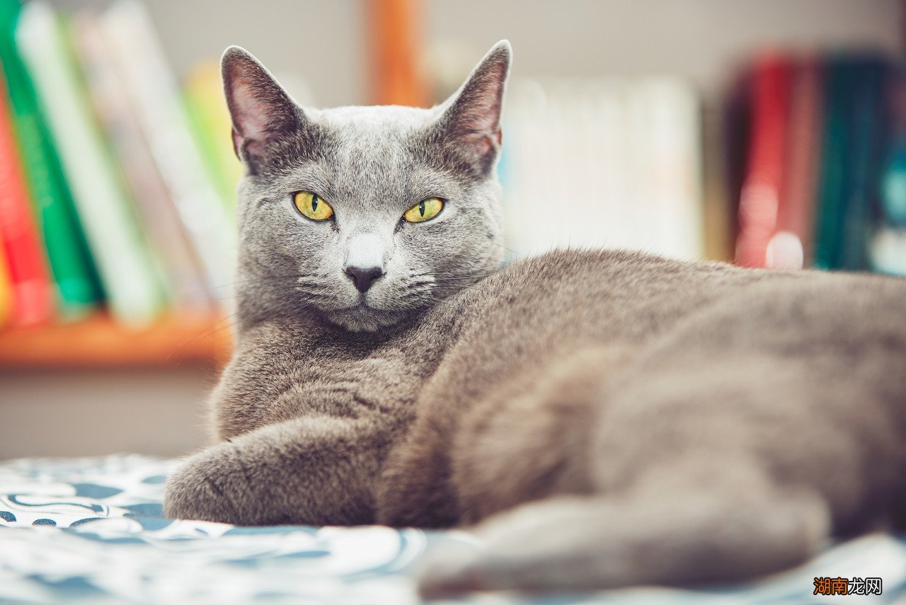 不同品种的蓝猫有什么异同点 各种蓝猫的性格跟特点