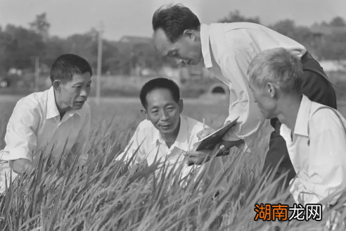 杂交水稻就是我们平时吃的吗 杂交水稻是我们吃的大米吗