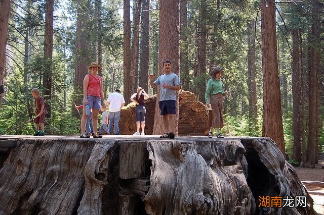 全球排名第一的树是什么树 世界上最大的树是什么树