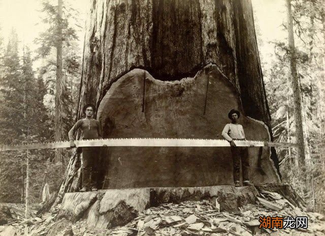 全球排名第一的树是什么树 世界上最大的树是什么树